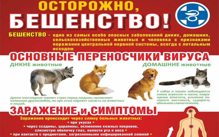 Осторожно, бешенство!. Осторожно, бешенство!.