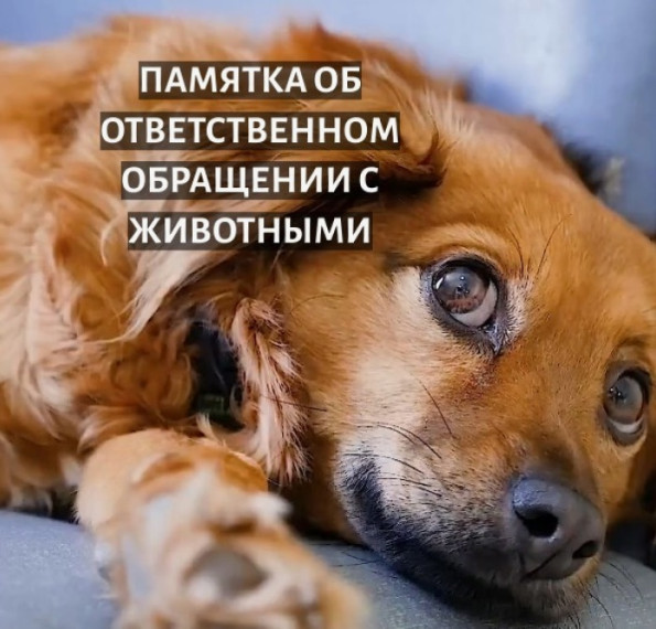 Памятка по ответственному обращению с животными!. Памятка по ответственному обращению с животными!.